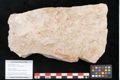 Foto (Objekt + Etikett) von Hypnum sagorianum Ettingshausen (NHMW-GEO-2024-0188-6740)